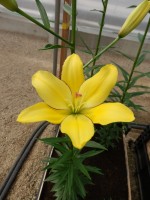 [4001 Yellow Cocotte No102.JPG]